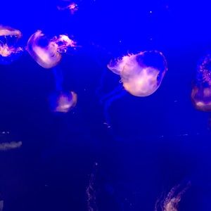 Meet your Posher, Dalyla